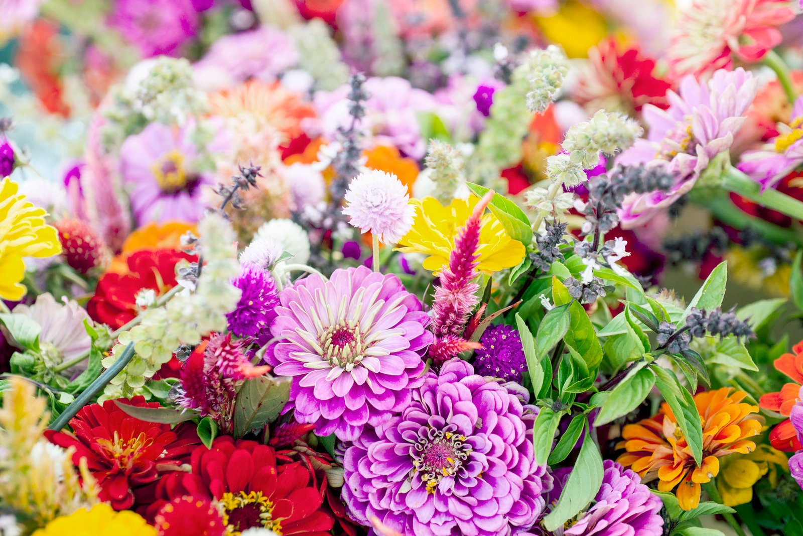 Know these new updates of flowers for our new session