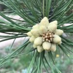 Pine Pollen's Uses, Benefits, and Side Effects