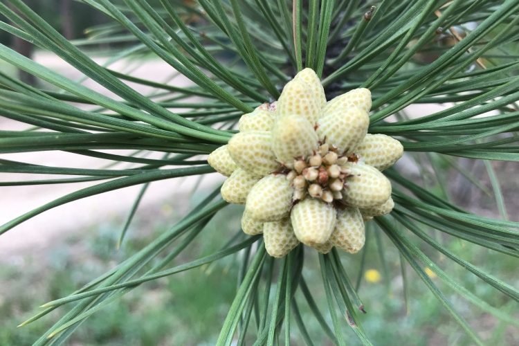 Pine Pollen's Uses, Benefits, and Side Effects