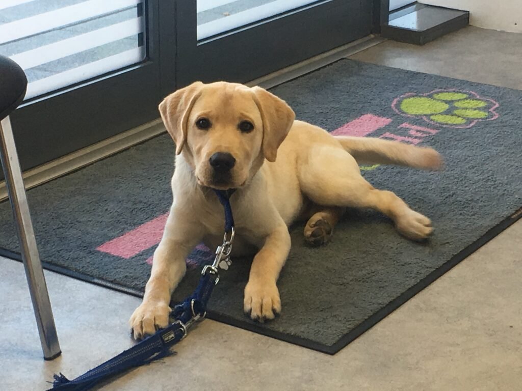 New Puppy