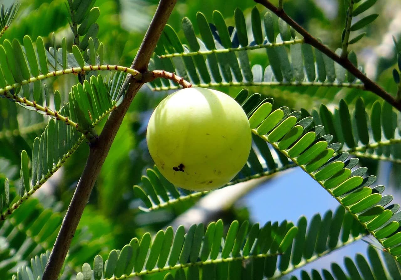 benefits of amla