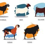 Requirements Required For Breeding Meat Goats