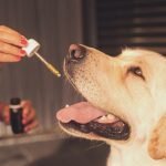Inflammation in Dogs With CBD
