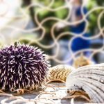 How to Choose the Perfect Sea Urchin Wallpaper