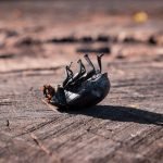 pest infestations at your home