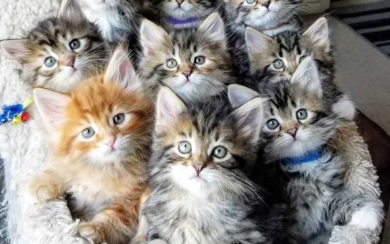 Step by Steps Guide for Buying Siberian Kitten in 2024