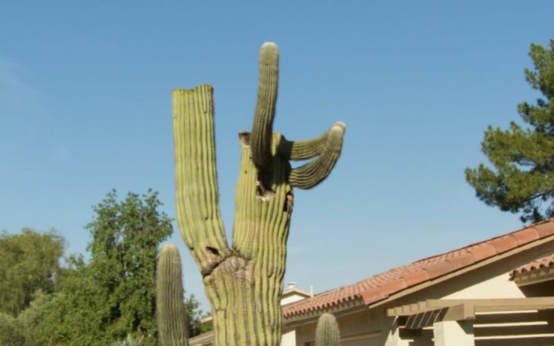 Average Cactus Removal Cost in Phoenix, Arizona