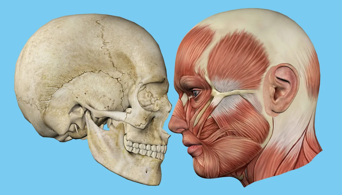 Skull
