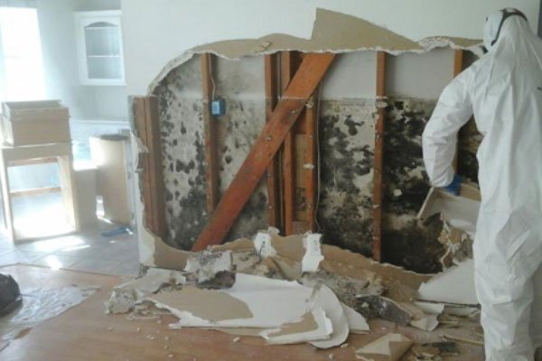Understanding the costs of mold remediation
