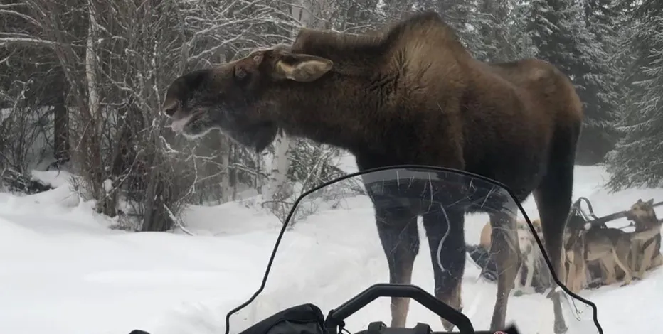 Moosegazete