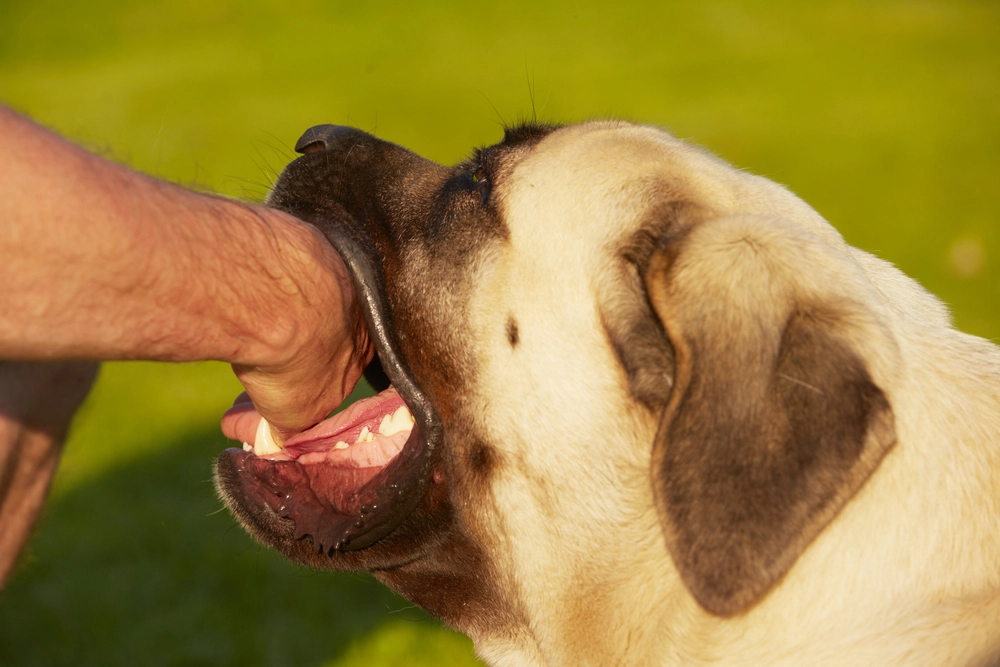dog bite
