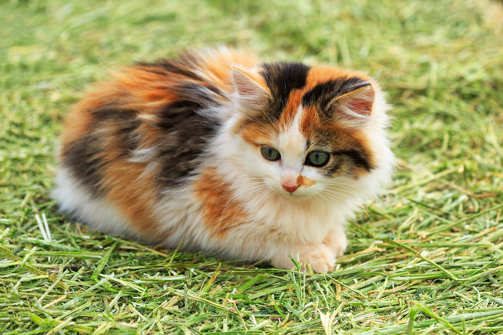 calico cats