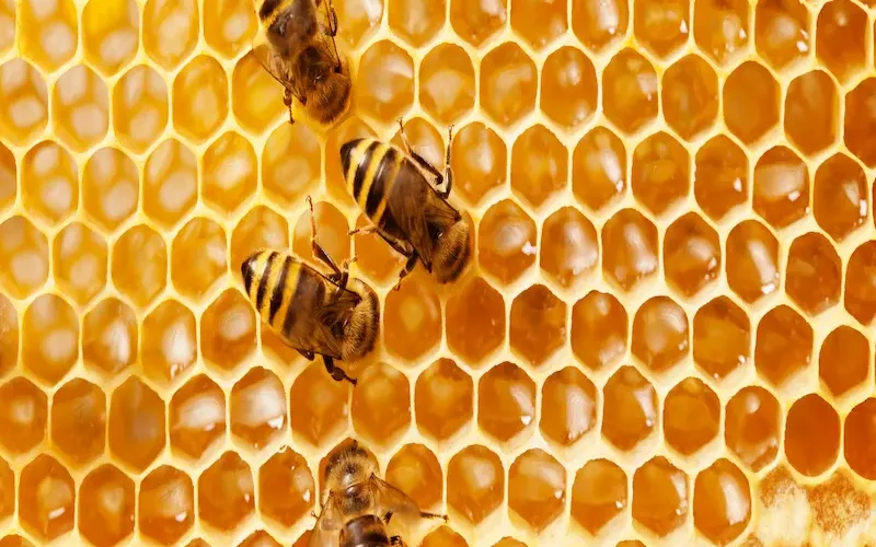 Little Bee Honey| Best Honey in Pakistan
