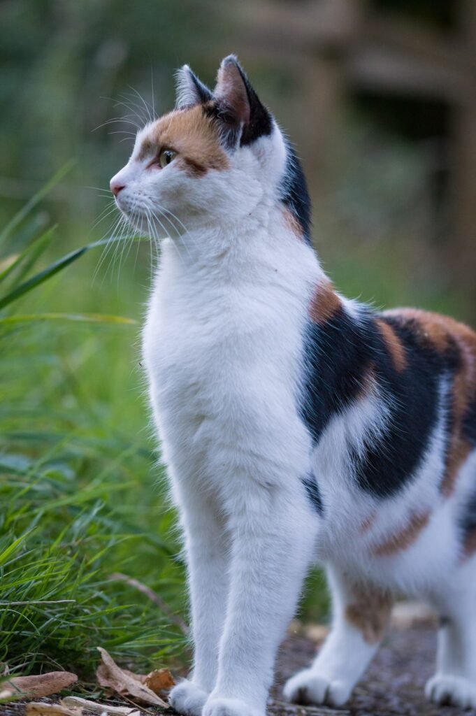 calico cats