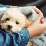 sign of good health in puppies