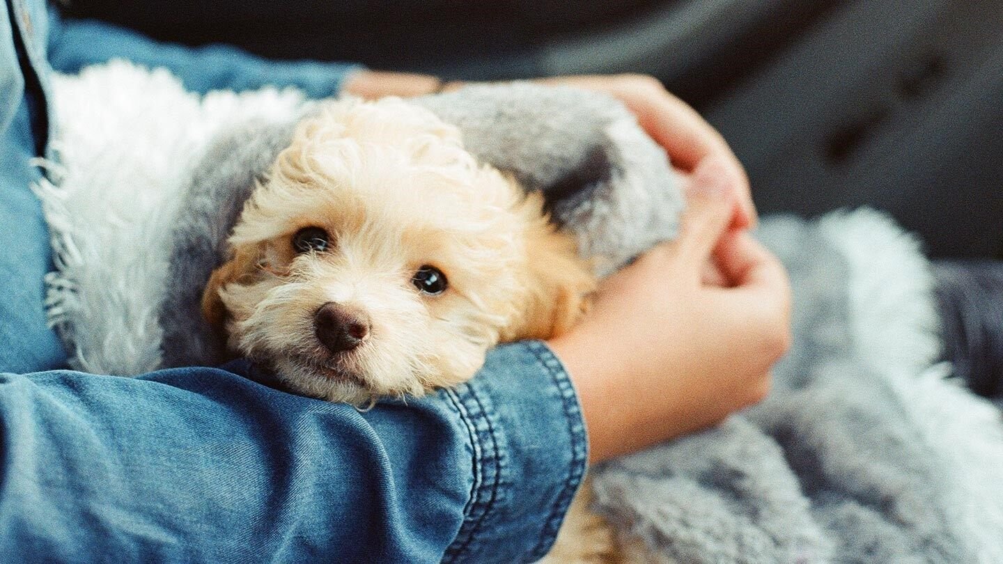 sign of good health in puppies