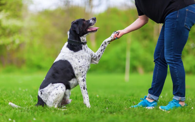 The Benefits Of Positive Reinforcement Training For Puppies