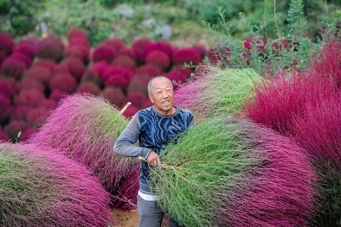 Kochia scoparia
