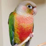 A Complete Guide to Finding Macaws for Sale by Owner and Near You