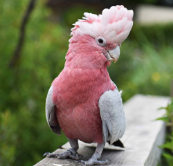 Comprehensive Guide to Cheeked Conures and Caique Birds: Characteristics, Care, and Considerations