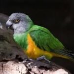 The Senegal Bird and Dusky Conure: A Comprehensive Guide to Prices, Care, and More