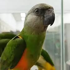 The Senegal Parrot: A Comprehensive Guide