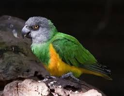 The Senegal Bird and Dusky Conure: A Comprehensive Guide to Prices, Care, and More