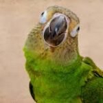 Understanding the Dusky Conure: A Complete Guide to the Dusky-Headed Conure