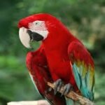 A Comprehensive Guide to Macaws and Cockatoos for Sale in Dallas