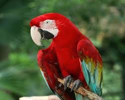 A Comprehensive Guide to Macaws and Cockatoos for Sale in Dallas