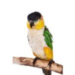 Exploring the Cheeked Conure and Caique Bird: A Comprehensive Guide