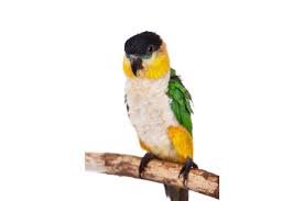 Exploring the Cheeked Conure and Caique Bird: A Comprehensive Guide